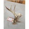 Image 2 : 2 Wild Illinois Consecutive Whitetail Shed Antlers