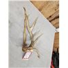 Image 4 : 2 Wild Illinois Consecutive Whitetail Shed Antlers