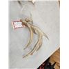 Image 5 : 2 Wild Illinois Consecutive Whitetail Shed Antlers