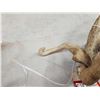 Image 6 : 2 Wild Illinois Consecutive Whitetail Shed Antlers