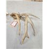 Image 7 : 2 Wild Illinois Consecutive Whitetail Shed Antlers