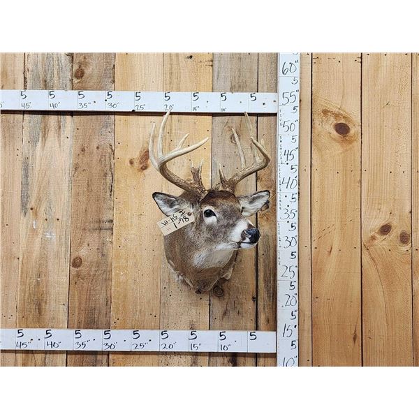 5x5 Whitetail Shoulder Mount Taxidermy