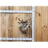 Image 1 : 5x5 Whitetail Shoulder Mount Taxidermy