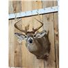 Image 2 : 5x5 Whitetail Shoulder Mount Taxidermy