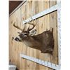 Image 3 : 5x5 Whitetail Shoulder Mount Taxidermy