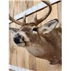 Image 4 : 5x5 Whitetail Shoulder Mount Taxidermy
