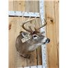 Image 5 : 5x5 Whitetail Shoulder Mount Taxidermy