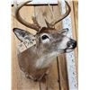 Image 6 : 5x5 Whitetail Shoulder Mount Taxidermy