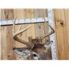 Image 7 : 5x5 Whitetail Shoulder Mount Taxidermy