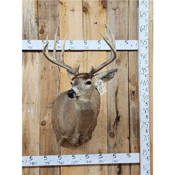 Extra Nice 150 Class Whitetail Shoulder Mount Taxidermy