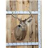 Image 1 : Extra Nice 150 Class Whitetail Shoulder Mount Taxidermy