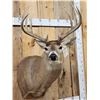 Image 2 : Extra Nice 150 Class Whitetail Shoulder Mount Taxidermy