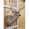 Image 3 : Extra Nice 150 Class Whitetail Shoulder Mount Taxidermy