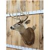 Image 4 : Extra Nice 150 Class Whitetail Shoulder Mount Taxidermy