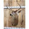 Image 5 : Extra Nice 150 Class Whitetail Shoulder Mount Taxidermy