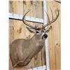 Image 6 : Extra Nice 150 Class Whitetail Shoulder Mount Taxidermy