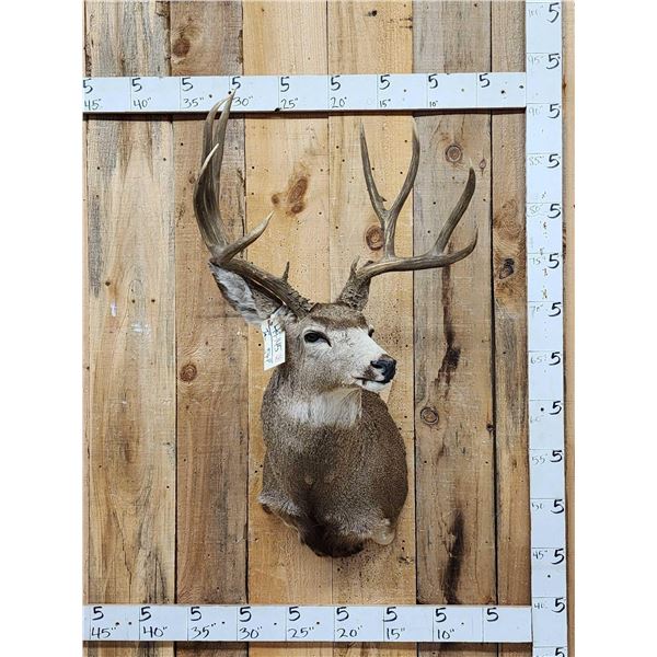 5x5 Mule Deer Shoulder Mount Taxidermy