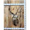Image 1 : 5x5 Mule Deer Shoulder Mount Taxidermy