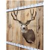 Image 2 : 5x5 Mule Deer Shoulder Mount Taxidermy