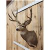 Image 3 : 5x5 Mule Deer Shoulder Mount Taxidermy