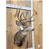 Image 4 : 5x5 Mule Deer Shoulder Mount Taxidermy