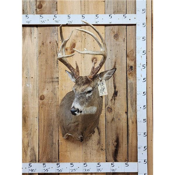 Main Frame 4x5 Whitetail Shoulder Mount Taxidermy