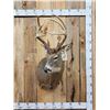 Image 1 : Main Frame 4x5 Whitetail Shoulder Mount Taxidermy
