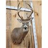 Image 2 : Main Frame 4x5 Whitetail Shoulder Mount Taxidermy