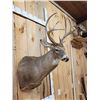 Image 3 : Main Frame 4x5 Whitetail Shoulder Mount Taxidermy