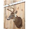 Image 4 : Main Frame 4x5 Whitetail Shoulder Mount Taxidermy