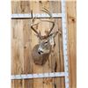 Image 5 : Main Frame 4x5 Whitetail Shoulder Mount Taxidermy