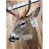 Image 6 : Main Frame 4x5 Whitetail Shoulder Mount Taxidermy