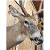 Image 7 : Main Frame 4x5 Whitetail Shoulder Mount Taxidermy