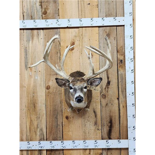 Big Nontypical Whitetail Shoulder Mount Taxidermy