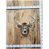 Image 1 : Big Nontypical Whitetail Shoulder Mount Taxidermy