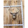 Image 2 : Big Nontypical Whitetail Shoulder Mount Taxidermy
