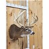Image 3 : Big Nontypical Whitetail Shoulder Mount Taxidermy