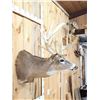Image 4 : Big Nontypical Whitetail Shoulder Mount Taxidermy