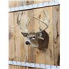 Image 5 : Big Nontypical Whitetail Shoulder Mount Taxidermy