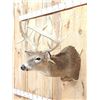 Image 6 : Big Nontypical Whitetail Shoulder Mount Taxidermy