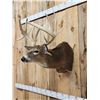 Image 7 : Big Nontypical Whitetail Shoulder Mount Taxidermy