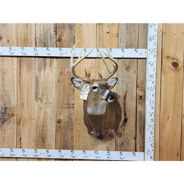 Extra Nice 147" Wild Whitetail Shoulder Mount Taxidermy