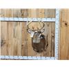 Image 1 : Extra Nice 147" Wild Whitetail Shoulder Mount Taxidermy
