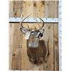 Image 2 : Extra Nice 147" Wild Whitetail Shoulder Mount Taxidermy