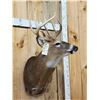 Image 3 : Extra Nice 147" Wild Whitetail Shoulder Mount Taxidermy