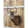 Image 4 : Extra Nice 147" Wild Whitetail Shoulder Mount Taxidermy