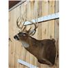 Image 5 : Extra Nice 147" Wild Whitetail Shoulder Mount Taxidermy