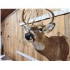 Image 6 : Extra Nice 147" Wild Whitetail Shoulder Mount Taxidermy