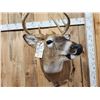 Image 7 : Extra Nice 147" Wild Whitetail Shoulder Mount Taxidermy