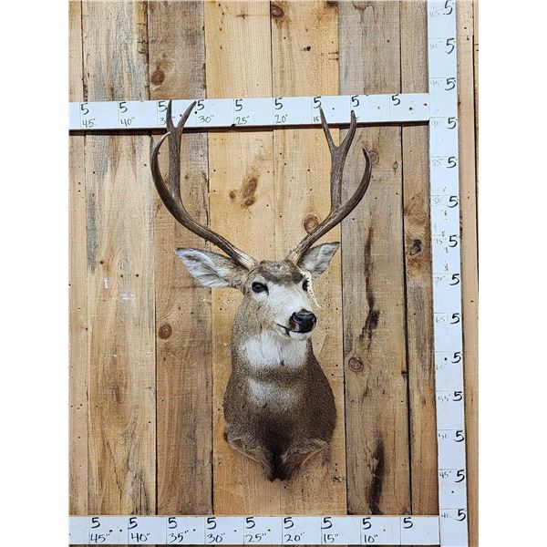 3x4 Mule Deer Shoulder Mount Taxidermy